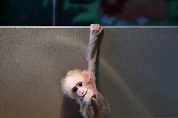 Little Stump Tailed Macaque Mao Mao Segura Cair Topo Uma — Fotografia de Stock