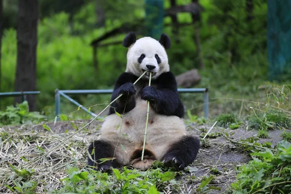 Ein Riesenpanda Frisst Bambus Chinesischen Naturschutz Und Forschungszentrum Für Den — Stockfoto