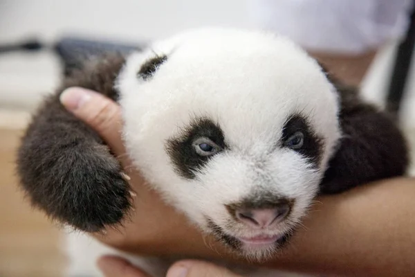 Uno Los Trillizos Panda Nacidos Por Gigante Panda Femenino Xiao — Foto de Stock