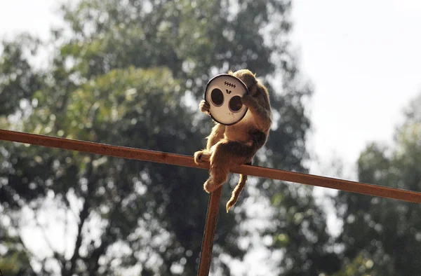 Opice Hraje Přízrační Maskou Připravenou Halloween Yunnan Safari Parku Kunmingu — Stock fotografie