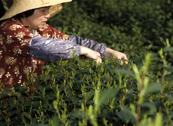 Een Chinese Boer Picks Longjing Dragon Well Thee Bladeren Een — Stockfoto