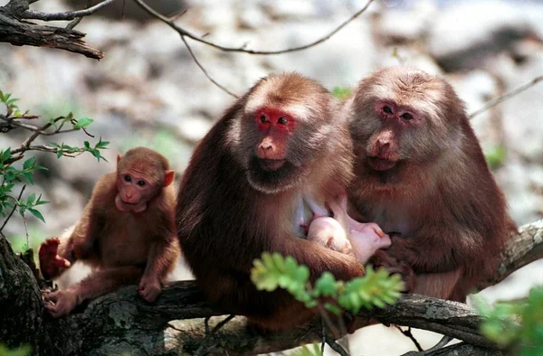 Πίθηκοι Και Μαϊμουδάκια Απεικονίζονται Στο Όρος Wuyi Στα Όρη Wuyi — Φωτογραφία Αρχείου