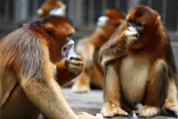 Macacos Dourados Comem Cubos Gelo Para Refrescar Dia Escaldante Shanghai — Fotografia de Stock