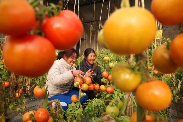 Chinesische Bauern Pflücken Tomaten Einem Gemüsegewächshaus Dorf Taipingzhuang Stadt Yangsong — Stockfoto