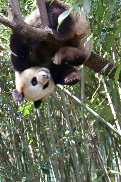 Panda Gigante Fêmea Yang Hua Pendura Uma Árvore Huaying Mountain — Fotografia de Stock