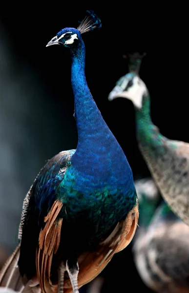 Peafowls Azuis São Vistos Uma Fazenda Pavão Condado Yuhuan Cidade — Fotografia de Stock