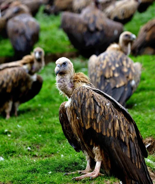 Een Kudde Van Gieren Berust Een Heuvel Een Begrafenis Van — Stockfoto