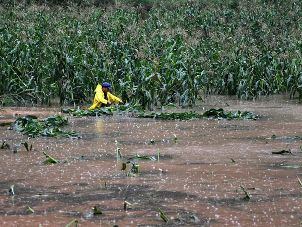 Çinli Bir Çiftçi Lexi Köyünde Yağmur Fırtınaları Neden Onun Sular — Stok fotoğraf