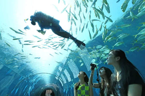 2014年9月27日 在中国海南省三亚市三亚海塘湾度假区 中国第一家海底餐厅 中国顾客在潜水员与海洋生物一起游泳的照片 — 图库照片