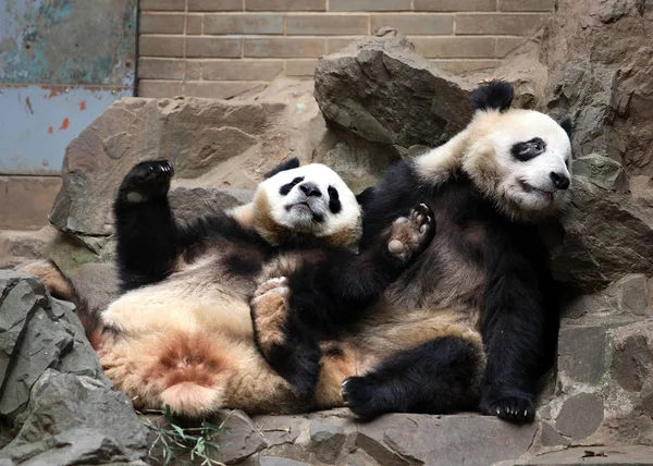 Gemelos Panda Gigantes Chengda Chengxiao Descansan Sobre Piedras Zoológico Hangzhou — Foto de Stock