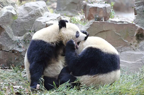 Riesenpanda Zwilling Chengxiao Links Beißt Chengda Beim Spielen Zoo Von — Stockfoto