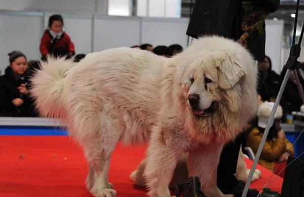 Tibeti Masztiff Áll Standon Során Kiállítás Sanghajban Kína Március 2012 — Stock Fotó