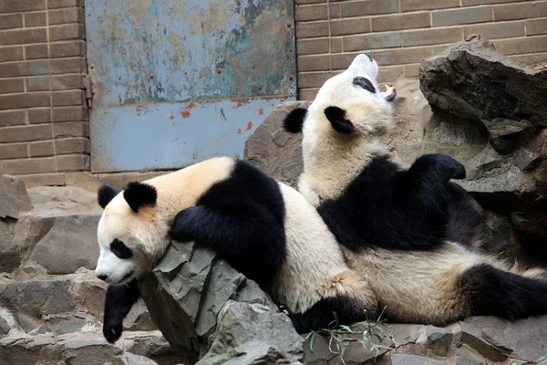 Gemelos Panda Gigantes Chengda Chengxiao Descansan Sobre Piedras Zoológico Hangzhou — Foto de Stock