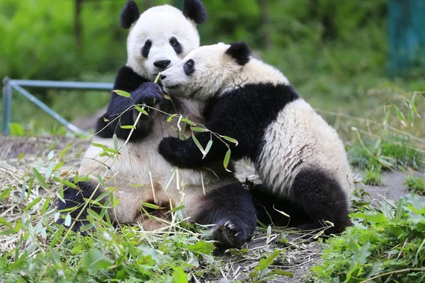 Riesenpandas Fressen Bambus Chinesischen Naturschutz Und Forschungszentrum Für Den Großen — Stockfoto