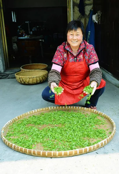 Китайский Фермер Сортов Xihu Longjing Дракон Колодец Чайные Листья Дома — стоковое фото