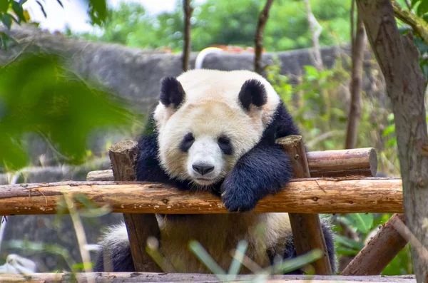 Giant Panda Opiera Się Drewniany Stojak Chengdu Research Base Giant — Zdjęcie stockowe