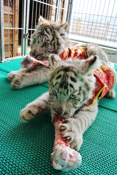 Par Palomas Dos Meses Edad Cachorros Tigre Blanco Bengalíes Vestidos —  Fotos de Stock