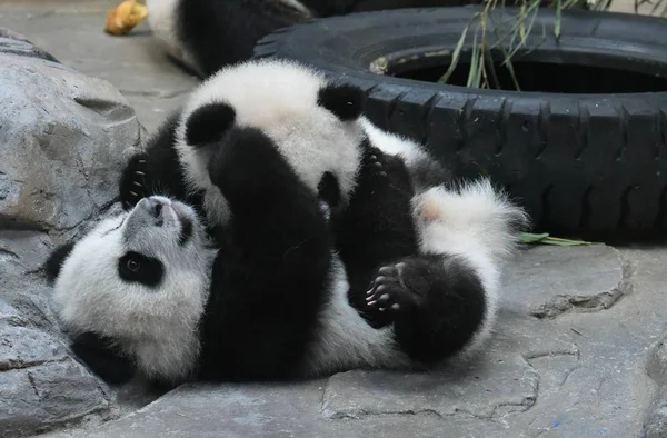 Dwa Trojaczki Dziecka Grają Chimelong Safari Park Mieście Guangzhou Południowych — Zdjęcie stockowe