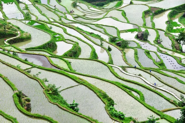 Vista Dos Campos Arroz Terraços Condado Jingping Cidade Qiandong Sudoeste — Fotografia de Stock