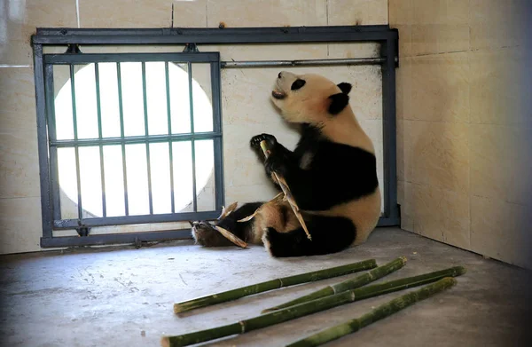 Female Giant Panda Yang Hua Eats Bamboo Huaying Mountain Giant — Stock Photo, Image