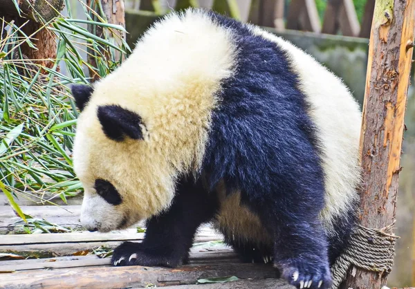 2014年11月7日 在中国西南四川省成都市大熊猫繁育成都研究基地 一只大熊猫走在一个木架上 — 图库照片