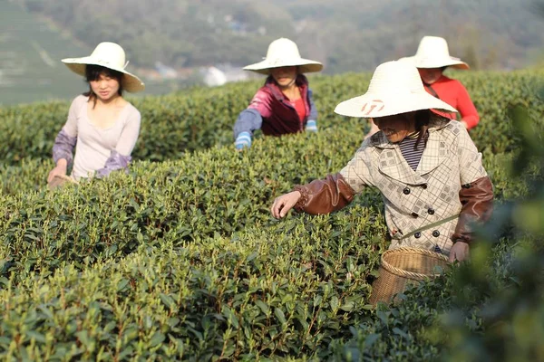 Chinese Farmers Pick Xihu Longjing Dragon Well Tea Leaves Tea — Stock Photo, Image