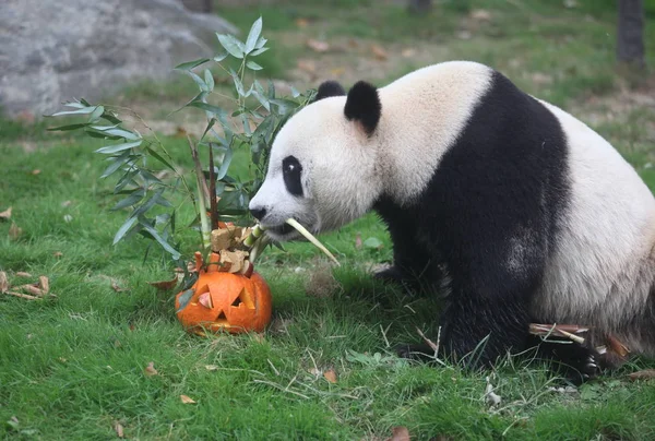 Egy Óriás Panda Eszik Bambusz Töklámpás Halloweens Jinan Állatkert Jinan — Stock Fotó