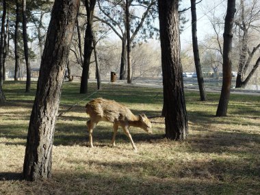 A deer is seen in a forest at the Chengde Mountain Resort in Chengde city, north Chinas Hebei province, 11 November 2005. clipart