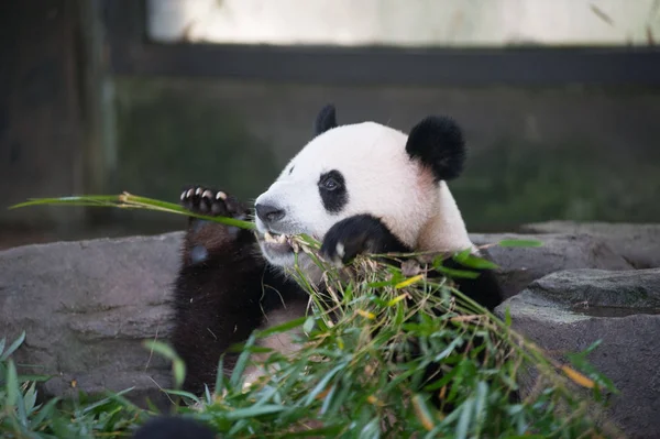 ジャイアント パンダ竹を食べて上海野生動物園で客室に焼け付くような日に 上海に 2014 — ストック写真