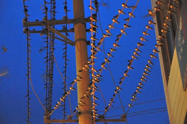 Swarm Swallows Rest Line Electrical Wires Street Yiliang County Zhaotong — Stock Photo, Image