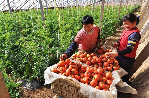 Chinesische Arbeiter Füllen Körbe Mit Tomaten Die Sie Auf Einer — Stockfoto