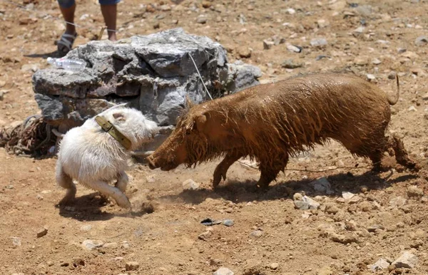 Xiasi Köpek Sol Bir Yaban Domuzu Bir Köpek Boar Yarışma — Stok fotoğraf