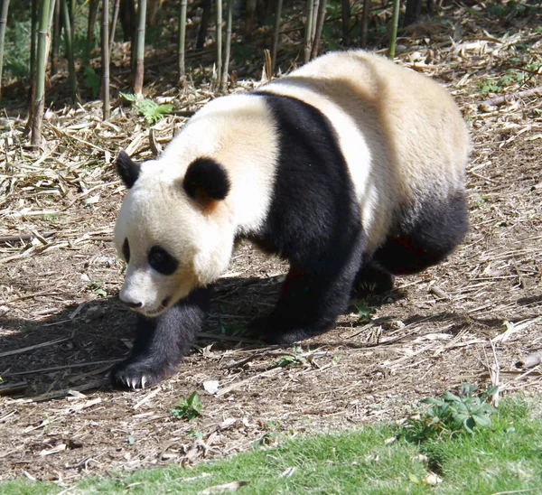Férfi Óriás Panda Yun Tao Vándorol Huaying Hegyi Óriás Panda — Stock Fotó