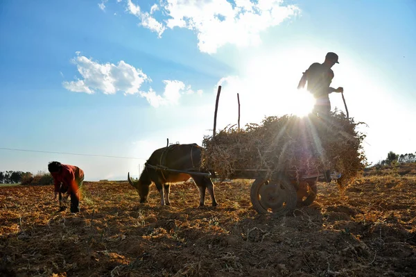 Bauern Versammeln Sich Auf Einem Feld Kreis Yongren Der Autonomen — Stockfoto