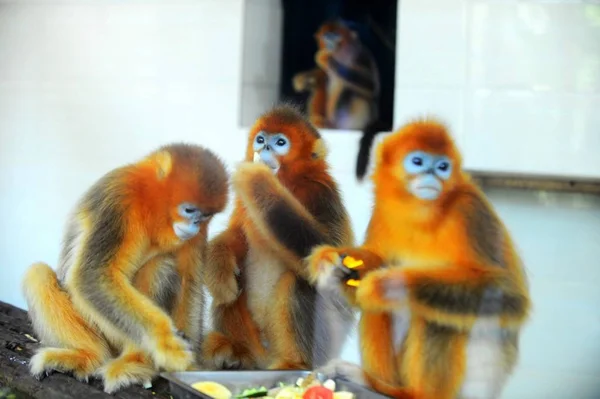 Macacos Dourados Desfrutam Forragens Forma Bolo Lua Zoológico Yangzhou Leste — Fotografia de Stock
