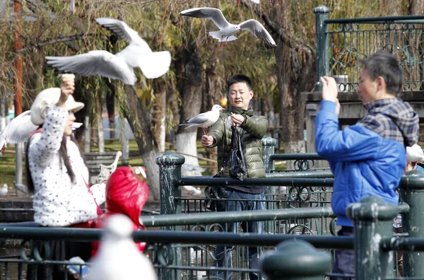 Visitantes Chineses Alimentam Tiram Fotos Gaivotas Rindo Parque Cuihu Cidade — Fotografia de Stock