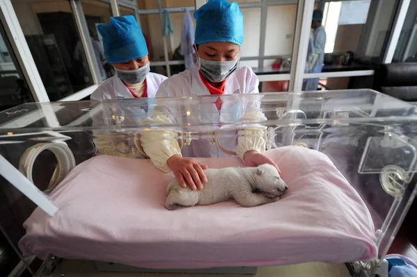 Membro Equipe Chinesa Assiste Urso Polar Recém Nascido Que Está — Fotografia de Stock