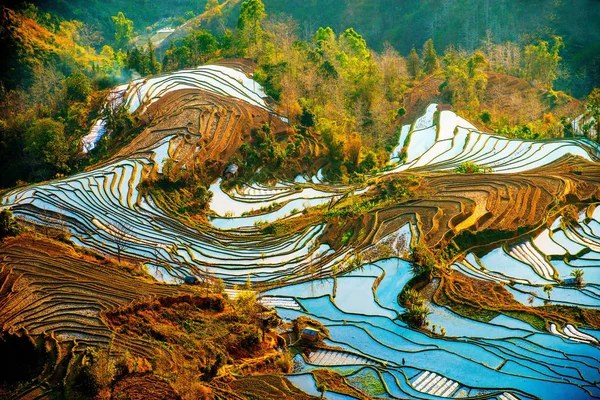 Paisagem Dos Campos Arroz Socalcos Dos Terraços Arroz Honghe Hani — Fotografia de Stock