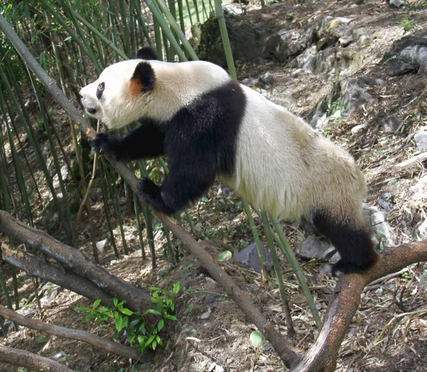 Panda Gigante Fêmea Yang Hua Sobe Uma Árvore Huaying Mountain — Fotografia de Stock