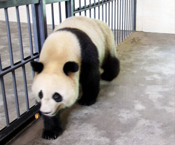Femme Panda Géant Yang Hua Erre Dans Maison Huaying Mountain — Photo
