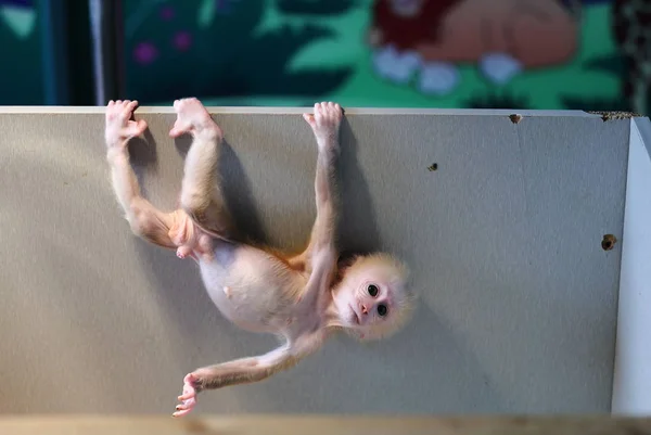 Little Stump Tailed Macaque Mao Mao Segura Cair Topo Uma — Fotografia de Stock