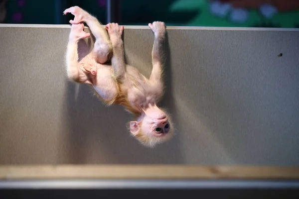 Little Stump Tailed Macaque Mao Mao Segura Cair Topo Uma — Fotografia de Stock