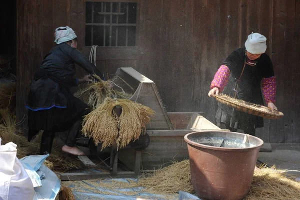 Duas Mulheres Locais Debulham Arroz Com Ferramentas Tradicionais Zhanli Village — Fotografia de Stock