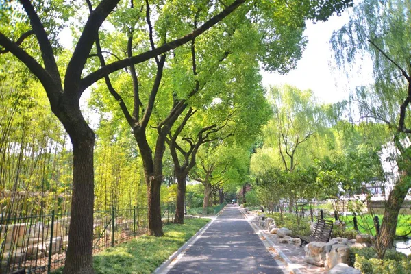 Şanghay Daki Xun Park Gölgeli Bir Yol Görülüyor Çin Ağustos — Stok fotoğraf