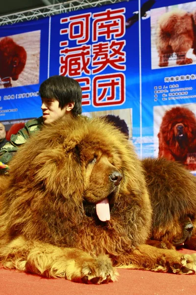 Mastiff Tibétain Repose Sur Stand Lors Une Exposition Urumqi Dans — Photo