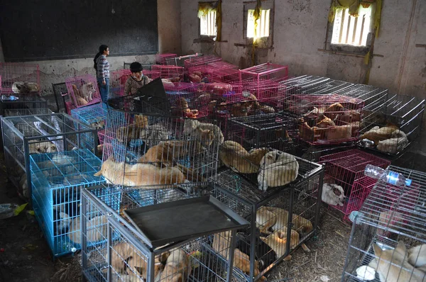 Activistas Voluntarios Chinos Protección Animal Revisan Los Perros Rescatados Enjaulados —  Fotos de Stock