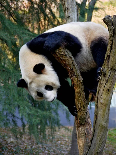 パンダは 南京の動物園の小枝に見られる 東中国江蘇省 12月31日2011 — ストック写真