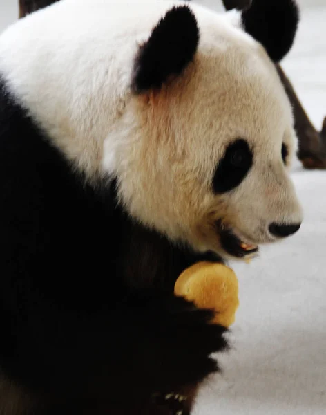 Panda Gigante Come Forraje Forma Pastel Luna Taihu Lake Wetland —  Fotos de Stock