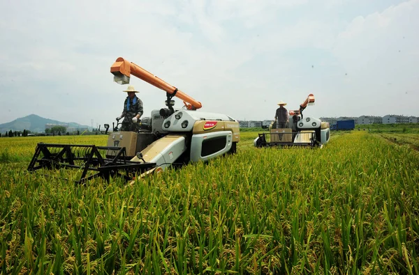 Los Agricultores Chinos Manejan Cosechadoras Para Cosechar Trigo Una Granja —  Fotos de Stock