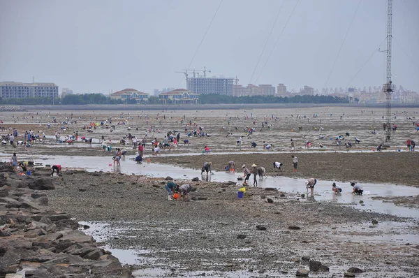 Gente Scava Vongole Una Spiaggia Nella Città Richao Provincia Dello — Foto Stock